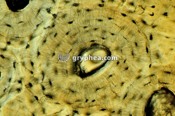 Os compact x100 - gryphea.com